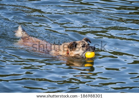 Happy little brown and black rescue dog swimming back to his new owner with a yellow ball