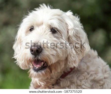 Friendly Soft Coated Wheaten Terrier with collar outside looking away