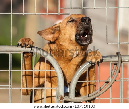 Angry german Shepherd cross breed security dog barking a warning from behind a wire fence
