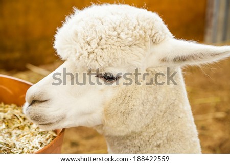 Head of a white Huacaya alpaca in the stable as it is eating grain from a plastic orange manger