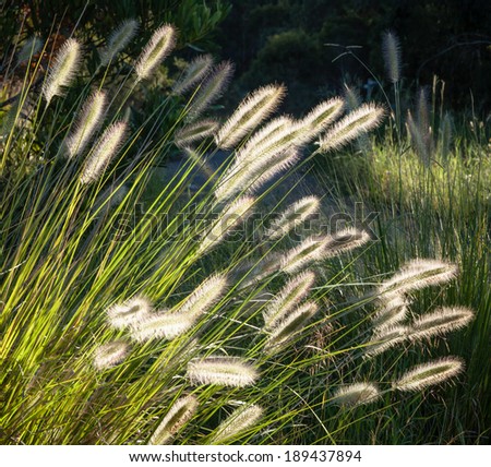 Beautiful flower spikes of Australian native Dwarf Foxtail Grass (Pennisetum alopecuroides) glowing in late afternoon sunlight at the end of summer near a bush path