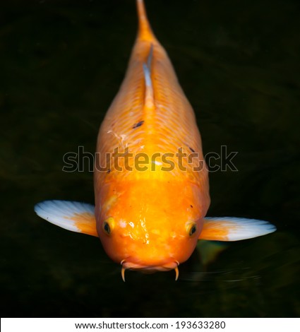 Orange Ogon Koi (Cyprinus carpio) with specks of black and white fins swimming at the surface of the water in an ornamental pond
