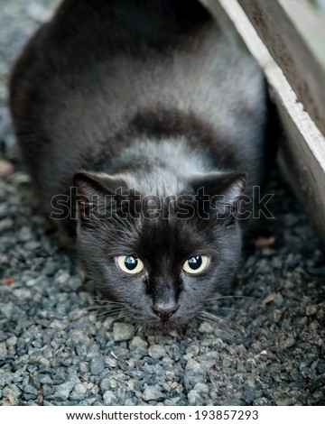 Lovely glossy black cat with yellow wide eyes crouches while hunting, ready to pounce, in a construction site