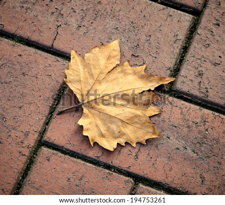 Dry and brittle brown golden autumn maple leaf fallen on ornamental brick path