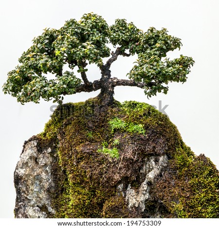 Beautifully elegant trained green bonsai or penjing tree on moss-covered rock against white background