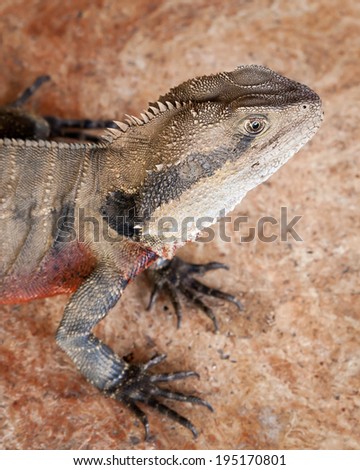 Head of an Australian water dragon (Intellagama lesueurii) sitting on rose orange marble