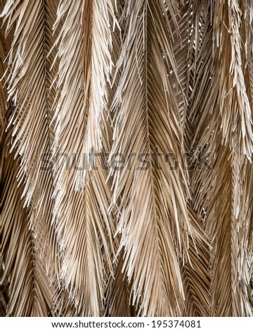 Dried dead brown palm leaves or fronds hanging down from the tree