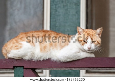 Thin and neglected ginger and white tabby cat with eye problem lying on a railing looking at the camera