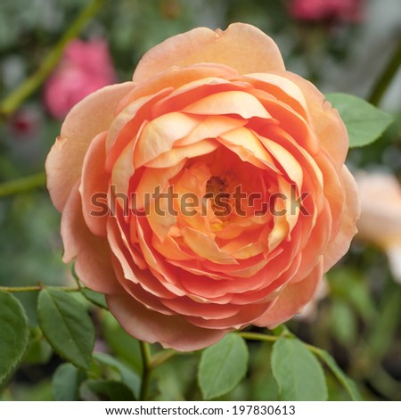 Orange, pink and peach flower of the Lady of Shalott David Austin rose - Rosa \