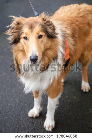 Beautiful tricolor brown, white and chocolate brown Rough Collie (like Lassie) wearing harness and leash out for a walk