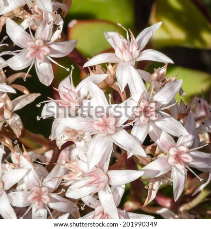 Beautiful cluster of star-like pink and white flowers on a Jade Plant (Crassula ovata)
