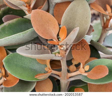Interesting and colorful leaves of the ornamental perennial succulent Copper Spoons (Kalanchoe orygalis)