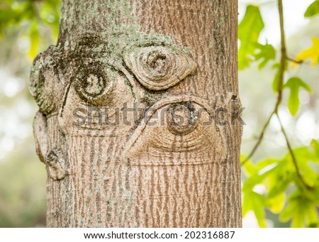 Knots in an old tree trunk that look like creepy watchful human eyes marked with pale green lichen