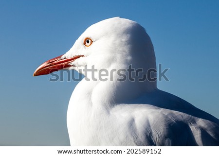Close up portrait of the head of an Australian Seagull (Chroicocephalus novaehollandiae) looking calm and regal against a blue cloudless sky