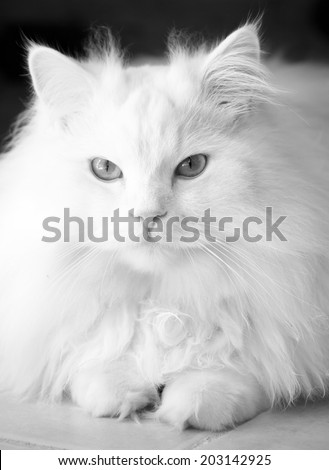 Adorably cute white tabby Persian Ragdoll cat sitting relaxed and making friendly eye contact - black and white