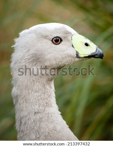 Close up of the head of a Grey and black Cape Barren Goose (Cereopsis novaehollandiae)
