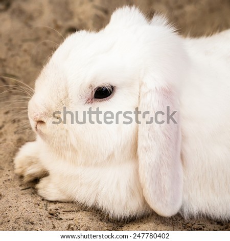 Cute white lop eared domestic pet rabbit (Oryctolagus cuniculus) with long pinkish ears and black eyes lying calmly on sand