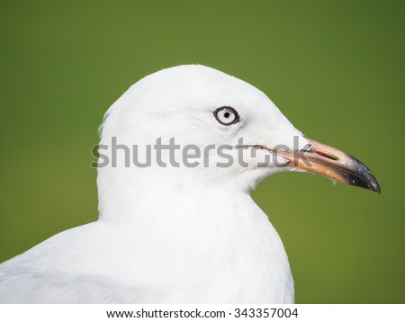 Immature silver gull Chroicocephalus novaehollandiae) head in profile with adult eyes and black eye ring with dark beak tip against background of green