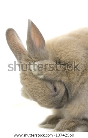 Chinese Dwarf Rabbit