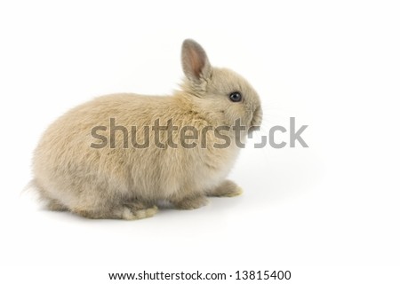 neverland dwarf rabbits. Neverland Dwarf Rabbits. of Netherland dwarf bunny; of Netherland dwarf bunny. ezekielrage_99. Sep 11, 12:02 AM