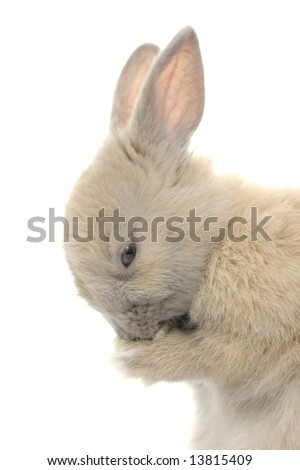 neverland dwarf rabbits. of Netherland dwarf bunny