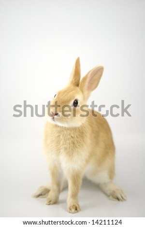 neverland dwarf rabbits. Netherland dwarf rabbit