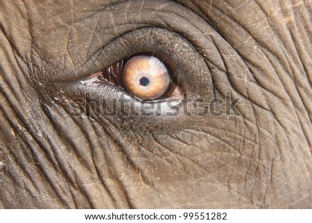 Elephant eye close-up, Pinnawela, Sri Lanka.