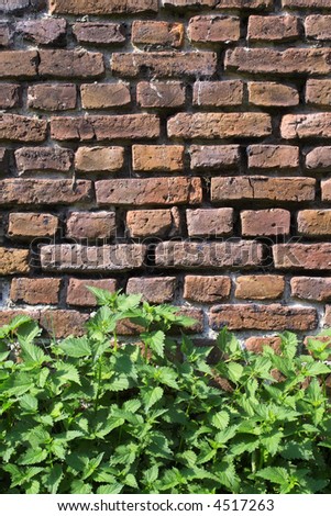 Old farmhouse\'s brickwall with stinging nettles
