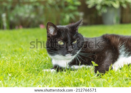 A black and white cat as free-running pet