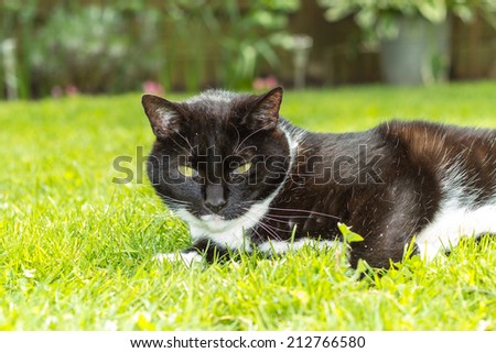 A black and white cat as free-running pet