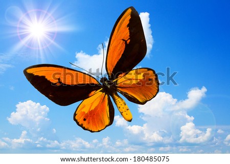 Butterfly with open wings in top view as flying migratory insect butterflies that represents summer and beauty of nature. Blue sky, sunshine, white clouds.