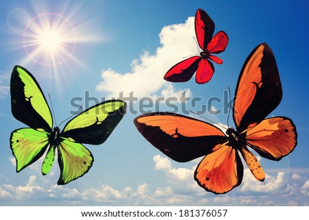 Insects, butterflies are flying up on colorful nature. Collage sky, sun, clouds. Butterfly with open wings in top view.