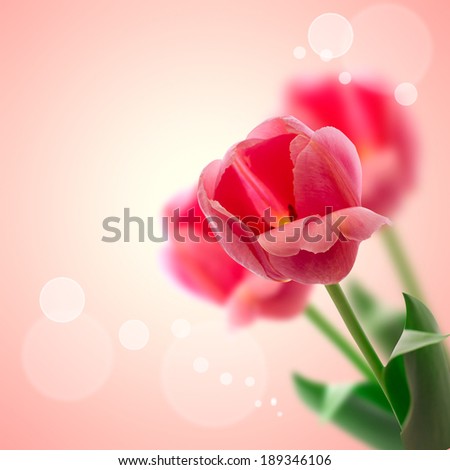 Red tulips flowers isolated on beautiful background. Mother\'s Day holiday, birthday, beautiful background for card