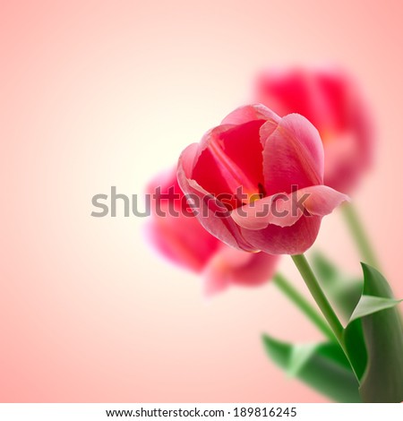 Red tulips flowers isolated on beautiful background. Mother's Day holiday, birthday, beautiful background for card
