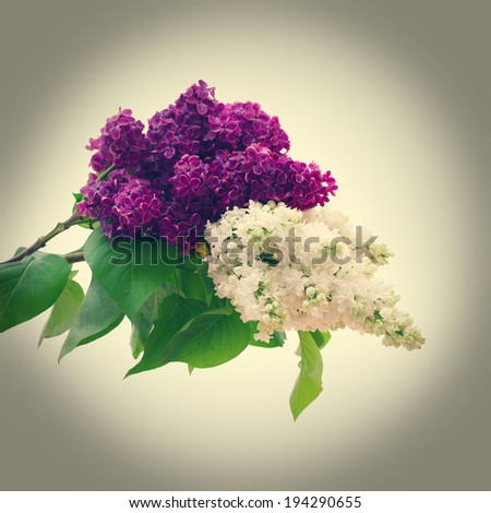Flowers lilac branch isolated. White and purple lilac. Beautiful bouquet of colorful spring flowers. Template for greeting cards, mother\'s day, valentine, birthday celebration.
