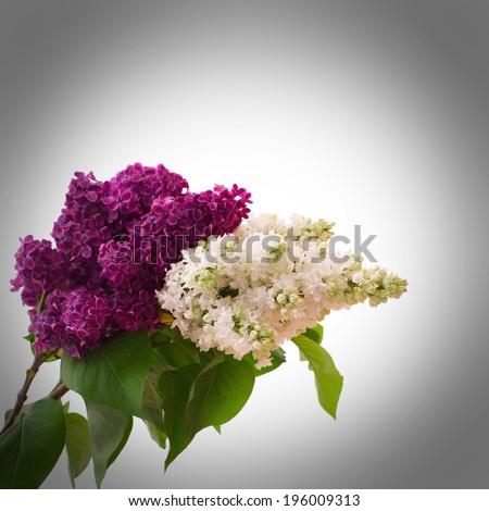 Flower isolated lilac branch . Flowers white and purple lilac. Beautiful bouquet of colorful spring flower. Template for greeting cards, mother\'s day, valentine, birthday celebration.