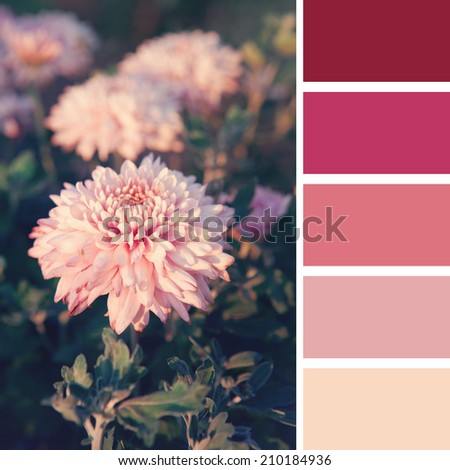Pink chrysanthemum flower in garden close up, selective focus. Background colour palette with complimentary colour swatches.