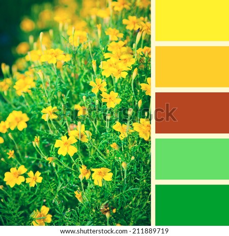 Mountain wildflowers. Yellow flowers in garden. Background coloring palette with complimentary color swatches