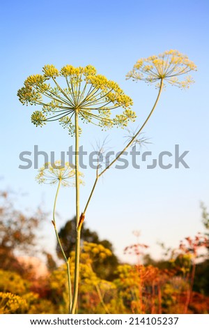 Flowers nature. Closeup of Dill flower umbels in autumn. Selective focus.