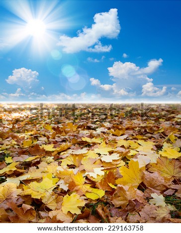 Background autumn leaves. Texture. Autumn landscape. Sunny day.