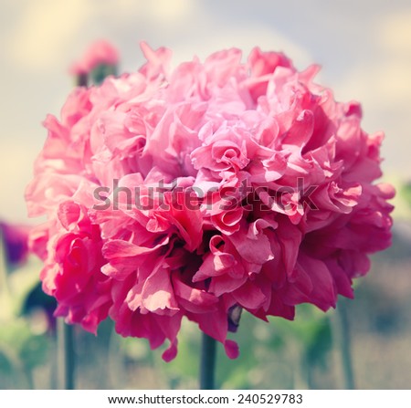 Big red flower macro. Pink poppy. Delicate pastel colors, tinted