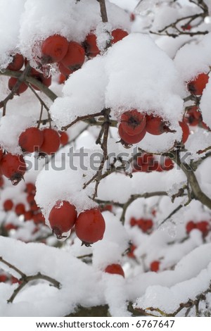Red winter berries with new fallen snow.