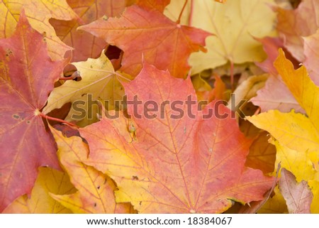 Maple leaves on a real green background