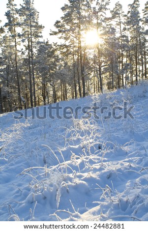 Snow-covered forest in beams of the evening sun. A winter forest, just after the snowfall.