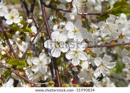 Cherry blossoms on a black cherry tree against the blue sky