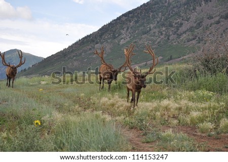 Three Bull Elk walking down Mountain Trail