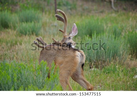 Mule Deer Buck Reaching to scratch back