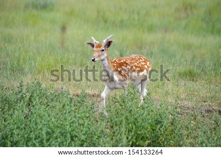 Young Spotted Fallow Deer Buck walking in field
