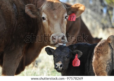 Cow Bathing