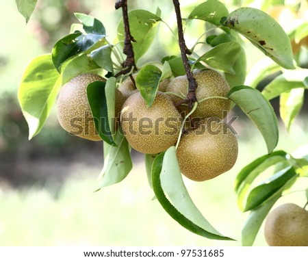 Ripe \'Hosui\' Asian pears on the tree, in central Connecticut
